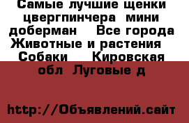 Самые лучшие щенки цвергпинчера (мини доберман) - Все города Животные и растения » Собаки   . Кировская обл.,Луговые д.